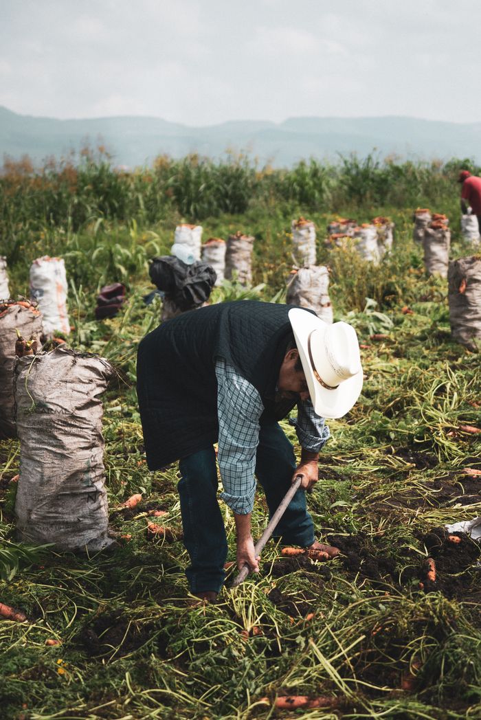 A farmer in a hat harvesting carrots in a rural field, showcasing agricultural work.