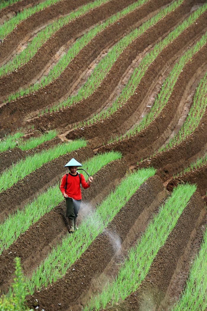 An Asian farmer in a red shirt working in lush terraced fields, enhancing agricultural productivity.